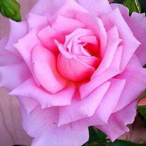 Meet your Posher, Frances